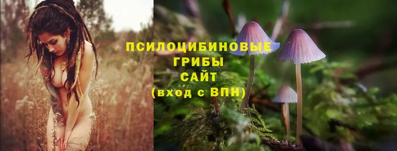 что такое   Торжок  Псилоцибиновые грибы Magic Shrooms 